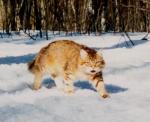 Kuzma Litvik (����)