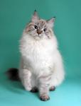 ������� ��������� ����� (����)