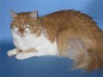 ����� (����)