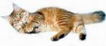 Anastasiya Zhemchuzhina Rossii (����)