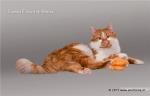 ������ ������ ������ (����)