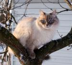 ������ �� ������� (����)
