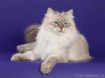 ���� ������ (����)