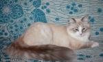 Evangelina Zhemchug Nevy (����)