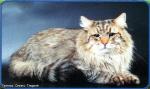 ������ ����� ������ (����)