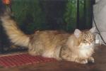������ ����� ������ (����)