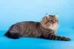 �������� �������� (����)