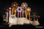 Nickolas Danvel (����)