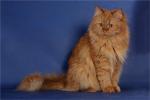Karmen Sibirskaya Rapsodiya (����)