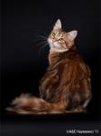 ������� ����� (����)