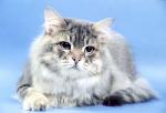 ������ ������ (����)