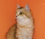 Angelur Aurika (����)