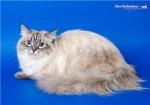 ���� ������ (����)