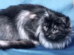 ������ (����)