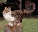 Agosja ����������� (����)