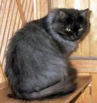 ������ ������� (����)