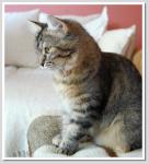 ���� � Veveří (����)