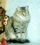 ������ �������� (����)