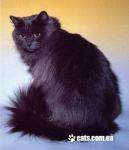 ����� �������� (����)
