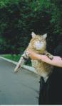 Tigris Golden Allegransa (����)