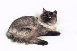 ������� �������� (����)
