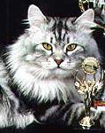 ���� �������� ����� (����)