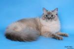 Siberian Samotsvet Ilona (����)