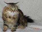 ����� ������ (����)
