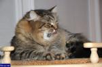 �������� ��������� (����)
