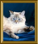 ������ �������� (����)
