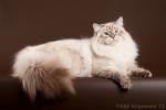 ����� ������� ��� (����)