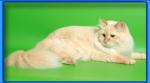 ������ �� ������� (����)