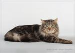 ������ (����)