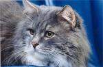 ����� �������� ����� (����)