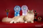 ������ ������ ������ (����)