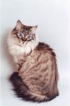 ��� ������� (����)