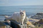 ����� ������� ������ (����)