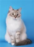 ������ ������� ������ �� �� �������� ������� (����)
