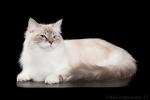 My Fluffy Happiness Armanda Danvel (����)
