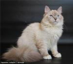�������� ������� (����)