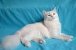 �������� ����� (����)