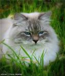 Arakhis Strana Sibiria (����)