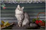 EVELINA Lion's Heart of My Fluffy Happiness (����)