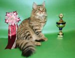 Flora Crown of Siberia (����)