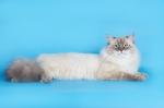 ���� ������ ���� (����)