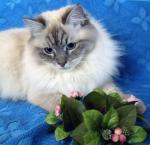 ������� ������ ���� (����)