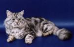 ����� ���� ��������� ����� (����)