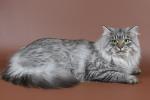 �������� �� ������� (����)
