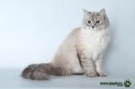 Ninlil Sibirskiy Samotsvet (����)