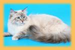 ������ �� ������� (����)